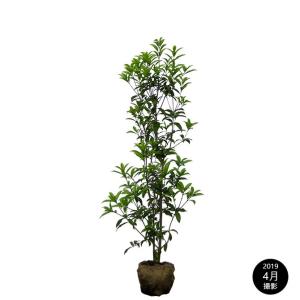 シラカシ（白樫） 単木 樹高1.8m前後 露地苗 シンボルツリー