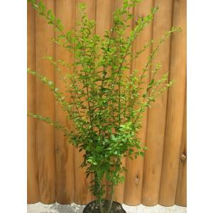 シラカシ（白樫） 単木 樹高1.8m前後 露地苗 シンボルツリー 常緑樹