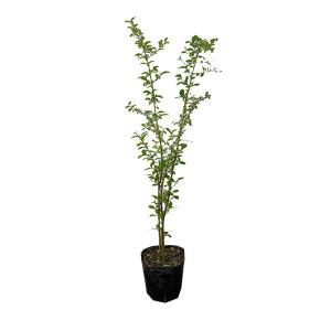 ハクサンボク（白山木）樹高1.5m前後 露地苗 シンボルツリー 常緑樹