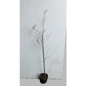 プリペット 樹高1.0m前後 ポット苗 低木 ...の詳細画像4