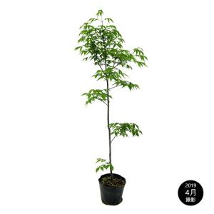 アオダモ 株立ち 樹高1.8〜2.0m前後(根鉢含まず) 単品 : 相馬グリーン