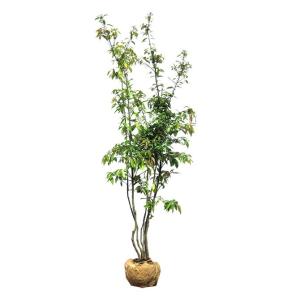 国産 オリーブ シプレッシーノ cipressino 現品 植木 庭木 大型 約