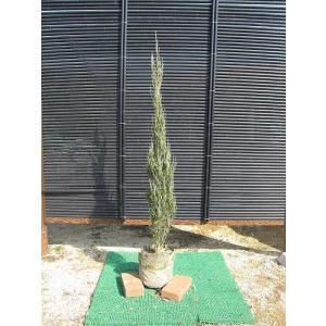 値下げ！ブルーエンジェル コニファー  シンボルツリー 庭木 植木 常緑樹 苗木　クリスマスツリー　にも コニファー ブルーエンジェル100cm（コニファー,庭木,植木,常緑樹