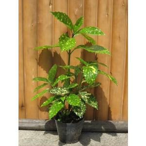 ミモザアカシア 約1.5m 特大植木苗木 ギンヨウアカシア 銀葉アカシア