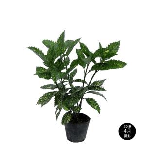 アオキ（アオアオキ クロアオキ） 樹高0.4m前後 15cmポット （5本