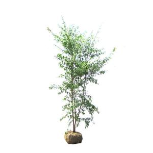 ハイノキ 株立ち 約2m 特大株 植木苗木 灰の木 規格販売 お買い得な