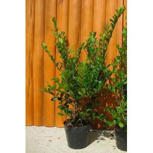 カツラ 株立ち 樹高2.5m前後(根鉢含まず) 単品［トラック配達商品