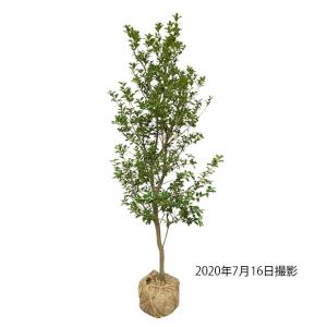 ヒイラギ 苗 常緑樹の植木 庭木 の商品一覧 苗木 植木 花 ガーデニング 通販 Yahoo ショッピング