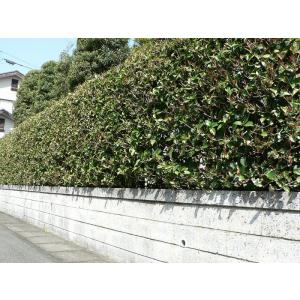 ヒイラギモクセイ（柊木犀） 樹高1.0m前後 ポット苗 シンボルツリー 常緑樹