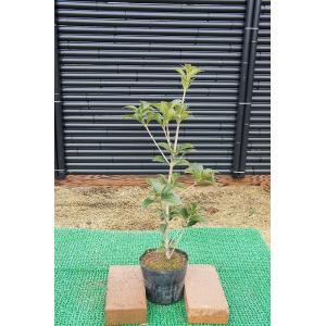 ヒイラギモクセイ（柊木犀） 樹高0.6m前後 ポット苗 シンボルツリー 常緑樹