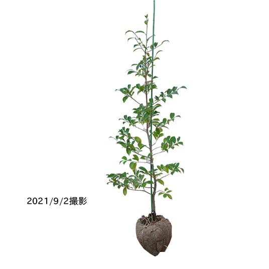 サカキ（榊）/ホンサカキ（本榊） 樹高1.5m前後 露地苗 シンボルツリー 常緑樹