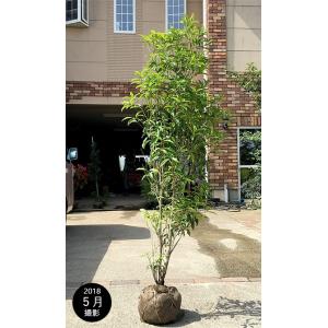 キンモクセイ 約1.7m 特大株 特大株 植木苗木大苗 金木犀 規格 キンモクセイ 約1.7m 特大株 特大株 植木苗木大苗 金木犀 規格