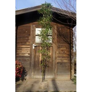 大型商品】ヤマコウバシ（山香ばし） 株立 樹高2.5m前後 露地苗 低木