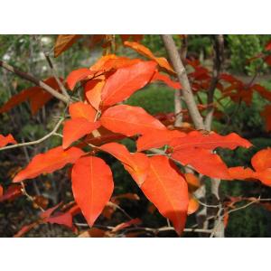 ヤマコウバシ 6本株立ち 約2.2m 現品発送 美樹形株 山香ばし : 大福