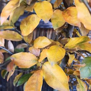 大型商品】ヤマコウバシ（山香ばし） 単木 樹高2.5m前後 露地苗 低木