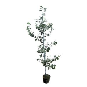 ポポラス 丸葉ユーカリ 約2m 超特大株 植木苗木大苗 丸葉のユーカリ