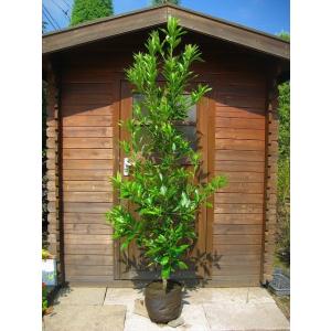 ヒメシャラ 株立ち 樹高1.8〜2.0m前後(根鉢含まず) 単品 : 相馬