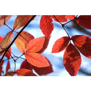 大型商品】ヤマコウバシ（山香ばし） 株立 樹高2.5m前後 露地苗 低木