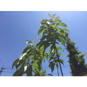 ウバメガシ 単木 2.5m 露地 2本 苗木 : トオヤマグリーン - 通販