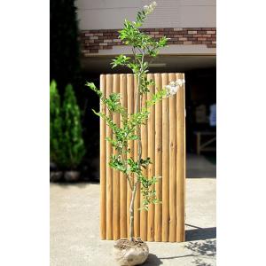 現品発送 サルスベリ(ナチェ) 樹高2.2-2.3m(根鉢含まず） [大型