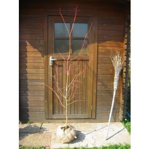 紅羽衣モミジ 株立ち 約1.5m 現品発送 ベニハゴロモ紅葉 特大株 植木