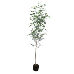 シマトネリコ 株立ち 約2m 大株植木苗木 シンボルツリー 鉢植え 規格