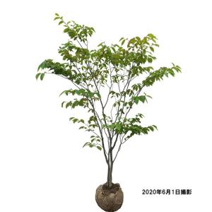 ヒメシャラ 株立ち 樹高1.8〜2.0m前後(根鉢含まず) 単品 : 相馬