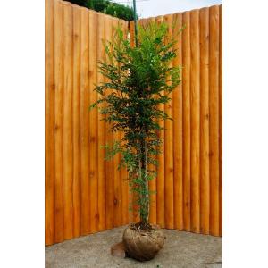 カクレミノ 株立ち 約1.5m 現品発送 特大株 植木苗木大苗 隠れ蓑 隠蓑