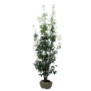 南高梅の木 約2m 規格販売品 特大株 大苗 植木 苗木 大実梅 花も