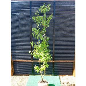 大型商品】モチノキ 樹高2.5m前後 露地苗 シンボルツリー 常緑樹