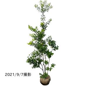 ソヨゴ 株立 樹高1.8m前後 露地苗 シンボルツリー 常緑樹 : ガーデン