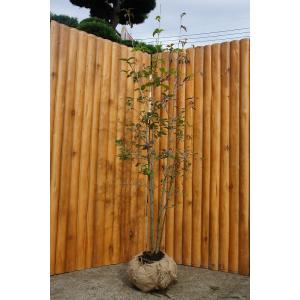 ヤマボウシ 本株立ち 樹高2.0m前後(根鉢含まず) シンボルツリー 白花