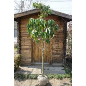 白樫巨木❗️珍しい大きさ‼️ 純日本製 杖・135cm（合気道・杖道）｜白樫| 販売