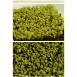 苔 苔リウム 手軽に 栽培 観葉 テラリウム ...の詳細画像1