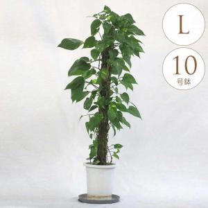 観葉植物 フィカスベンジャミン L 10号鉢 植物 10号 インテリア 室内