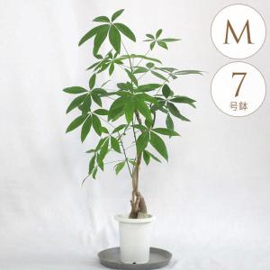 ［現品］B4 アロエディコトマ　6号　観葉植物　室内　屋外　おしゃれ　多肉植物 Amazon｜観葉植物 アロエ ディコトマ 多肉植物 aloe たかろかい 高蘆薈