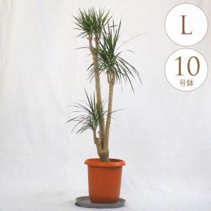 ドラセナコンシンネ⭐️龍⭐️良質　大型　リビングサイズ　観葉植物 ドラセナコンシンネ⭐️龍⭐️良質 大型 リビングサイズ 観葉植物