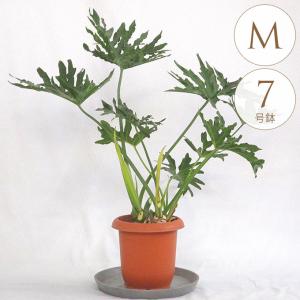 フィロデンドロン・セローム・ホープ【観葉植物 7〜8号鉢／1個