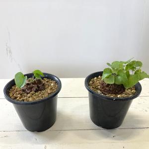 塊根植物 アフリカキッコウリュウ S 5号サイ...の詳細画像2