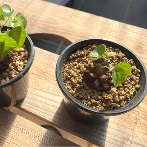 塊根植物 アフリカキッコウリュウ S 5号サイ...の詳細画像3