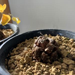 塊根植物 アフリカキッコウリュウ S 5号サイ...の詳細画像5