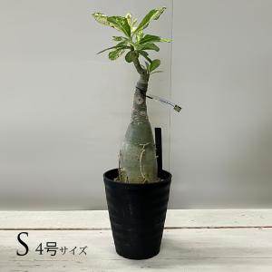 コルク樹皮 大きい 着生 ビカクシダ 蘭 エアプランツ 爬虫類 観葉植物