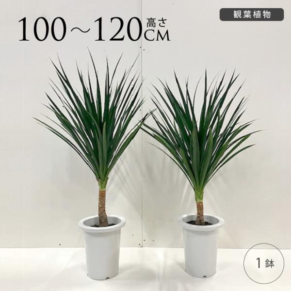 観葉植物 ドラセナ カンボジアーナ 幸福の木 M 7号  おしゃれ 植物 室内 園芸 インテリア グ...