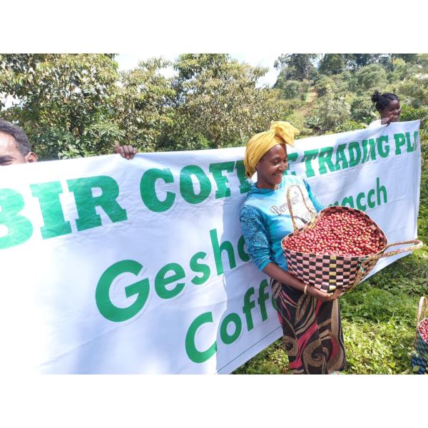 DRIP TRIP 生豆 エチオピア ゲイシャ ジャスミンG1（ナチュラル） コーヒー 珈琲 1kg...