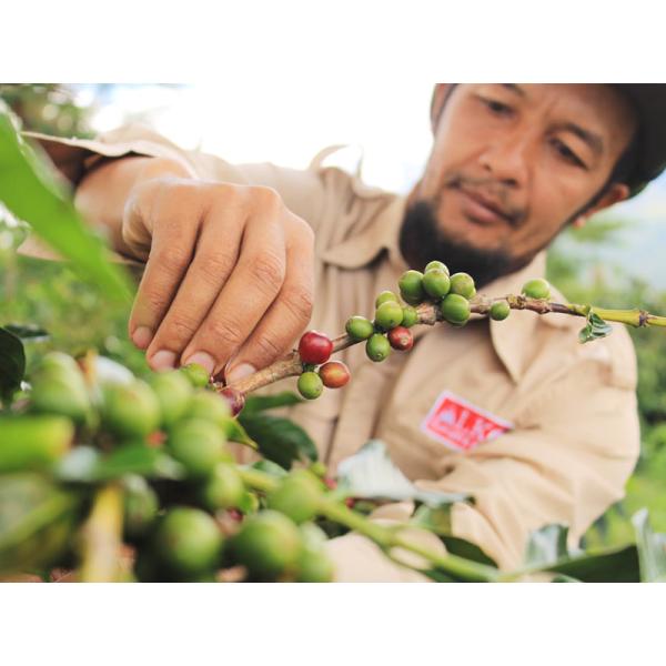 生豆 コーヒー 1kg インドネシア クリンチマウンテン コピ ジェルク スマトラ式 ポイント利用