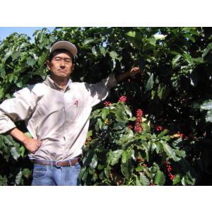 コーヒー 生豆 ブラジル トミオフクダ ブルボ...の詳細画像5