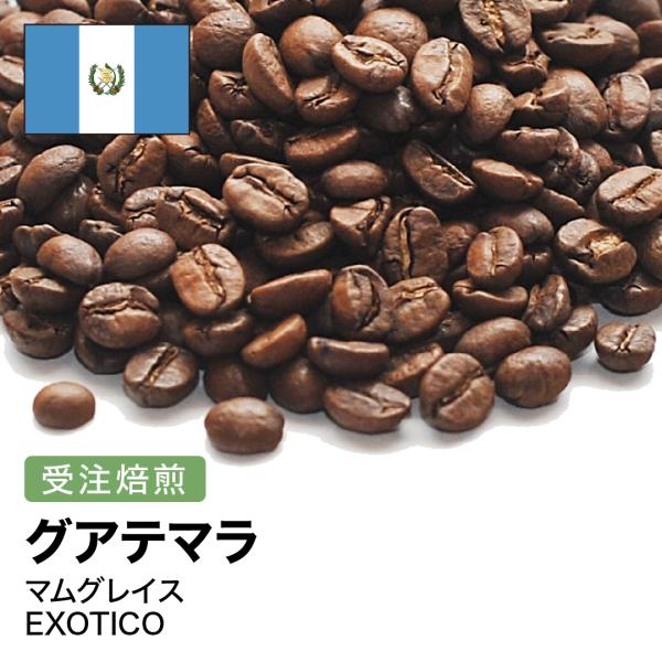 コーヒー豆 2kg 受注焙煎！ グアテマラ マムグレイス EXOTICO [選べる焙煎度合い] コー...