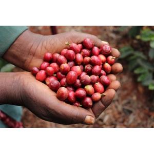 DRIP TRIP 生豆 ホンジュラス エル・プラン パライネマ ナチュラル