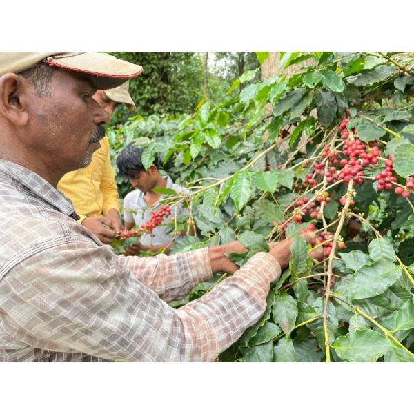 コーヒー 生豆 インド パパクチ農園 ファインロブスタ ナチュラル A 送料無料【DRIP TRIP...