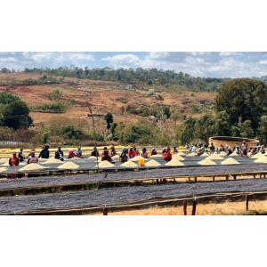 コーヒー 生豆 エチオピア イルガチェフェ G1 ゲデブ・チェルチェレ ウォッシュド 送料無料【DR...